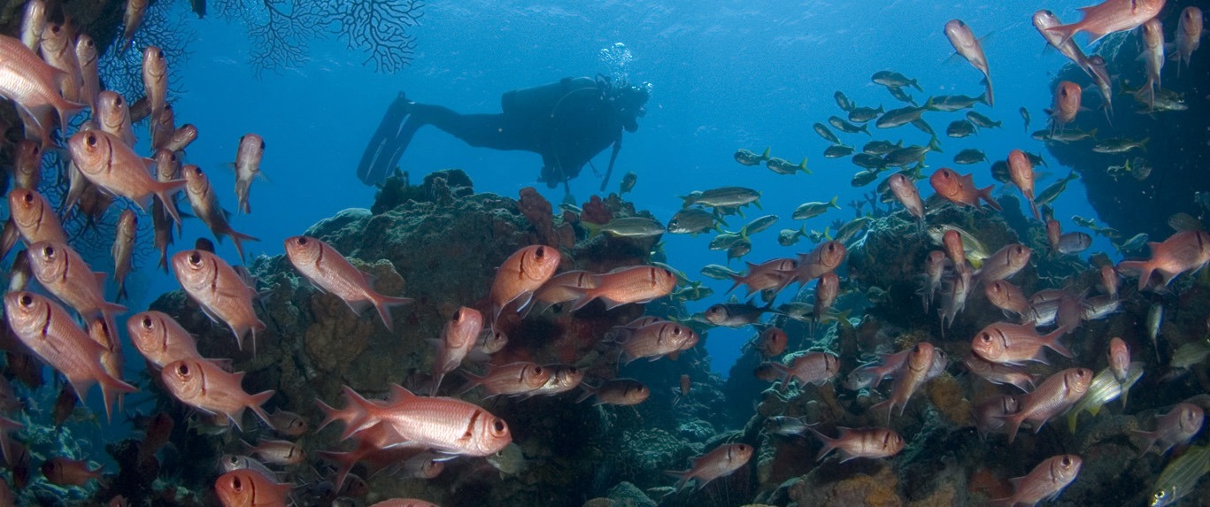 Dominica Requirements