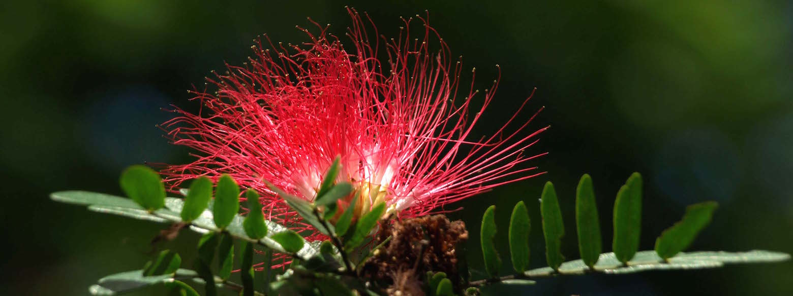 Dominica Citizenship